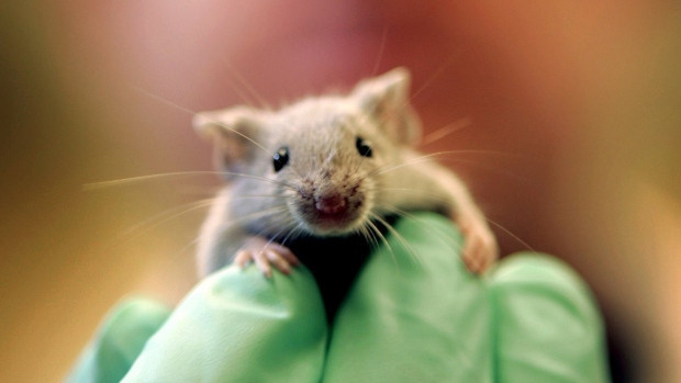 Ανθρώπινο γονίδιο εγκεφάλου κάνει τα ποντίκια πιο έξυπνα