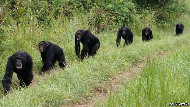 Και οι χιμπατζήδες «δολοφόνοι εκ φύσεως»;