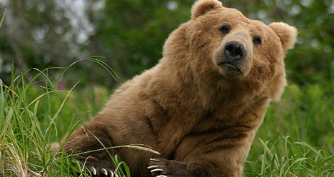 Αρκούδα βγήκε για βόλτα στο Άργος Ορεστικό
