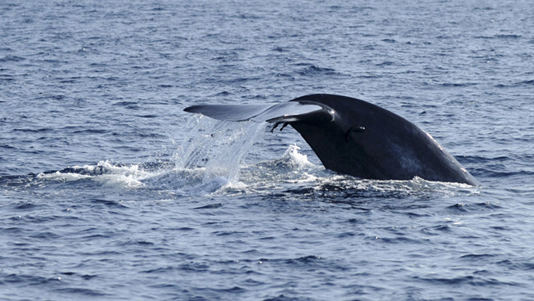 ΗΠΑ: Τα «παιχνίδια πολέμου» σκοτώνουν φάλαινες και δελφίνια