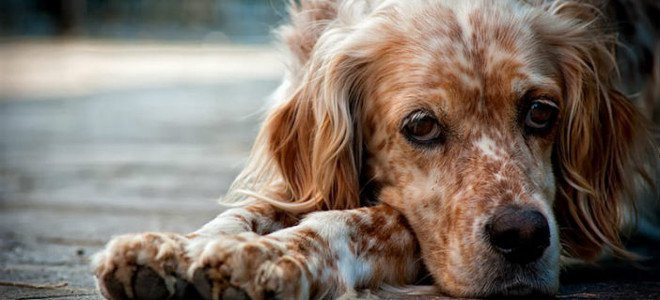 Φιλοζωικό σωματείο καταγγέλλει θηριωδίες και θανατώσεις σκυλιών σε στρατόπεδο της Ρόδου