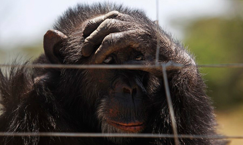 Δικαστικό «όχι» στην αναγνώριση ανθρωπίνων δικαιωμάτων σε χιμπατζήδες