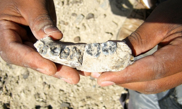 Βρέθηκε απολίθωμα που ίσως ανήκει στο πρώτο είδος ανθρώπου