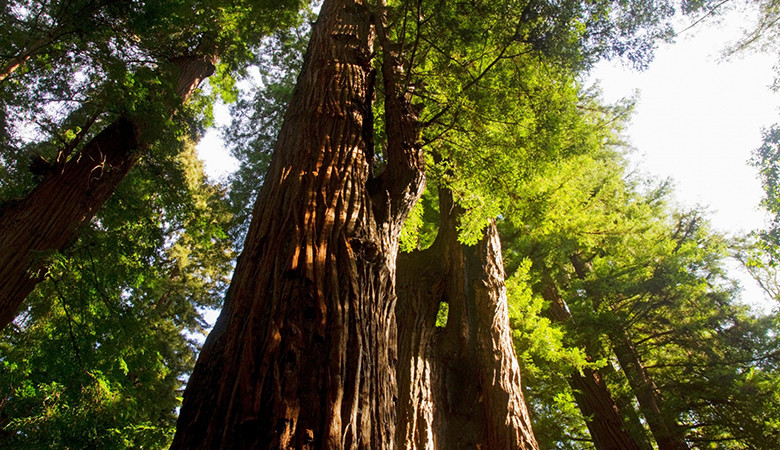 Μέσω κλωνοποίησης αναγεννάται το υψηλότερο δέντρο του κόσμου [PHOTOS]