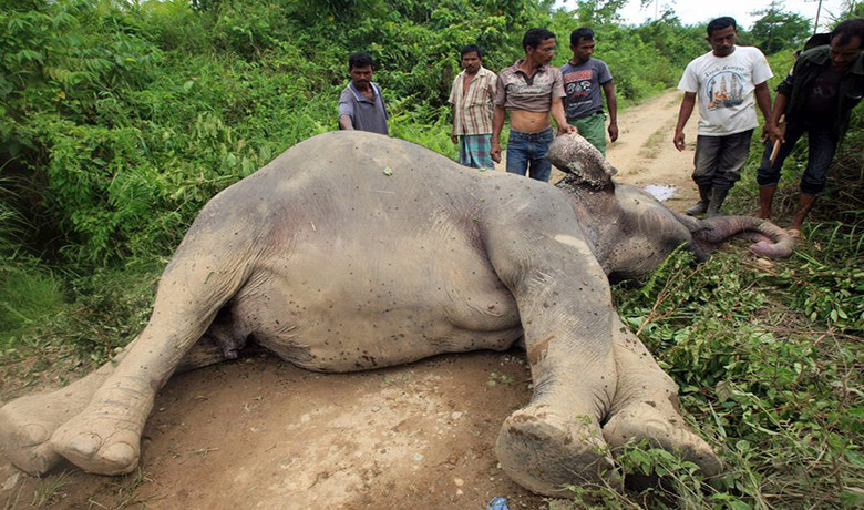 Κονγκό: Λαθροκυνηγοί σκότωσαν 30 ελέφαντες σε εθνικό πάρκο