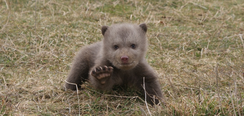 Περιβαλλοντικό έγκλημα στις Πρέσπες με θύμα ένα νεογέννητο αρκουδάκι