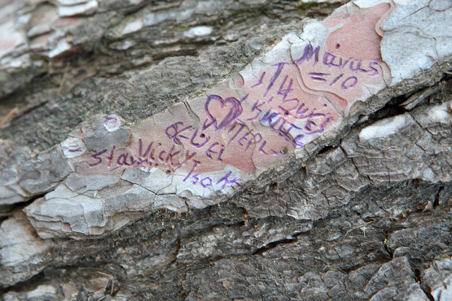 Μήνυμα με την υπογραφή της Βίκυς Σταμάτη βρέθηκε χαραγμένο σε δέντρο