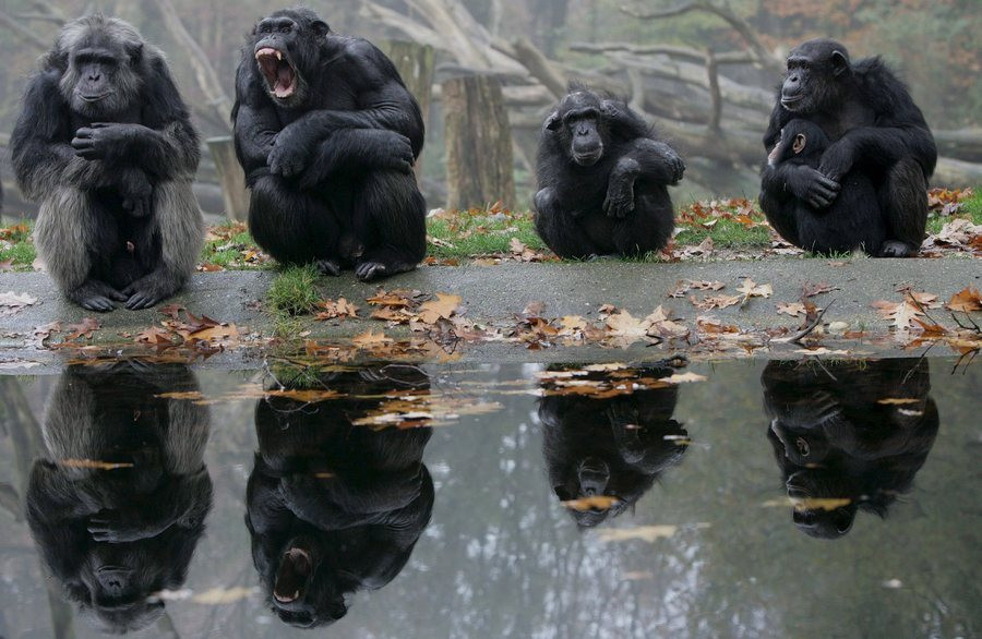 Δικαστήριο στις ΗΠΑ αναγνώρισε χιμπατζήδες ως νομικά πρόσωπα