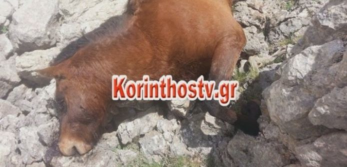 Σκότωσαν οκτώ άγρια άλογα στην Κόρινθο