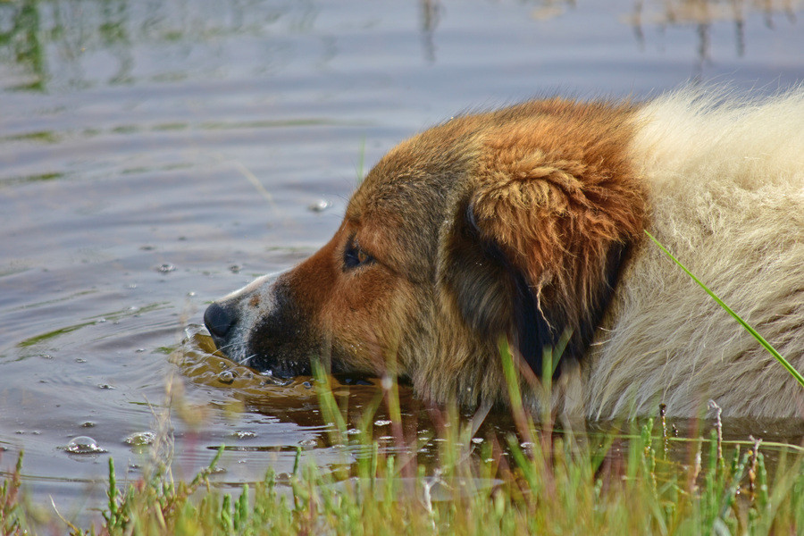 Δηλητηρίασαν 26 ποιμενικούς σκύλους στην Ελασσόνα