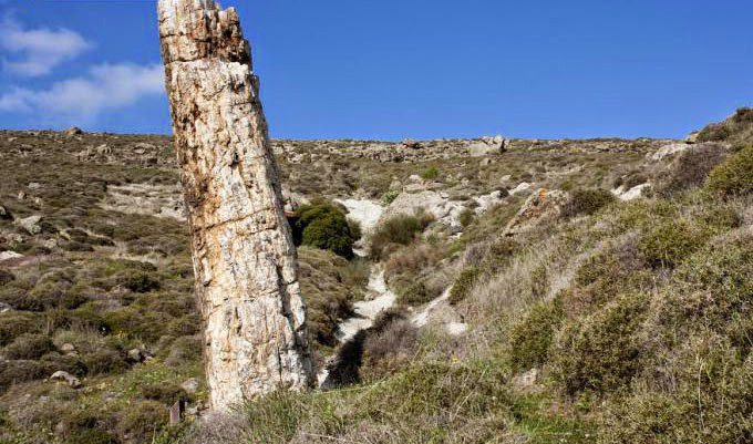 Ανακαλύφθηκε νέο τμήμα του απολιθωμένου δάσους στη Μυτιλήνη