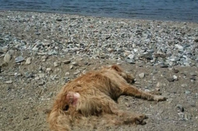 Δηλητηρίασαν δεκάδες σκυλιά σε παραλία του Πηλίου