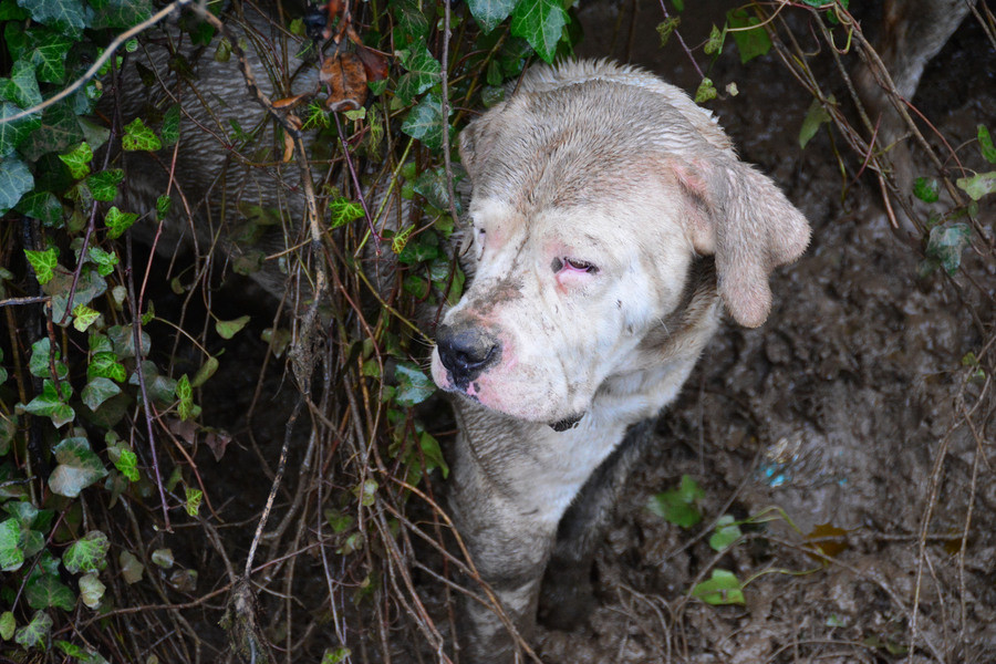 Σέρρες: Βρήκαν διαμελισμένα σκυλιά έξω από το δημοτικό κυνοκομείο