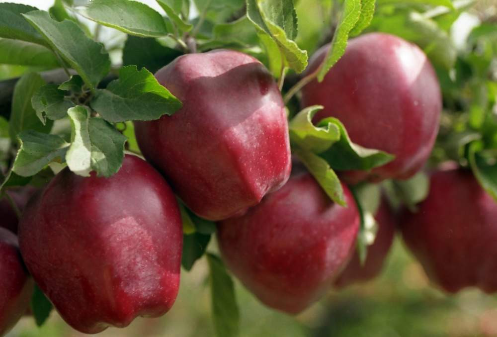 Ίχνη τοξικών φυτοφαρμάκων σε μήλα