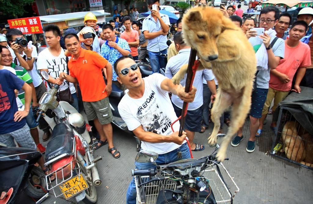Διεθνής κατακραυγή για «φεστιβάλ» σφαγής σκύλων στην Κίνα [ΒΙΝΤΕΟ+ΦΩΤΟΓΡΑΦΙΕΣ]
