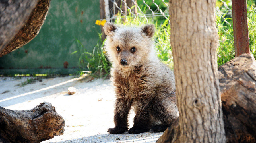 Ένα ακόμη νεκρό αρκουδάκι σε τροχαίο στη Φλώρινα