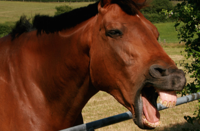Τα άλογα έχουν τις ίδιες εκφράσεις προσώπου με τον άνθρωπο