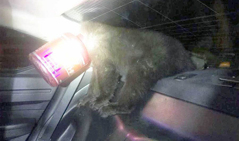 ΗΠΑ: Αρκουδάκι σφήνωσε σε… δοχείο