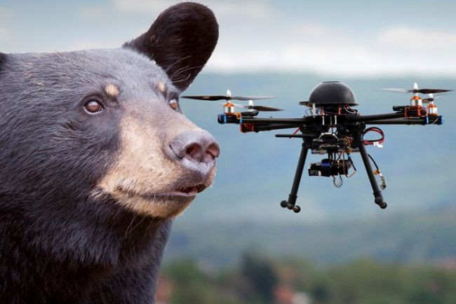 Τα drones αγχώνουν τις αρκούδες