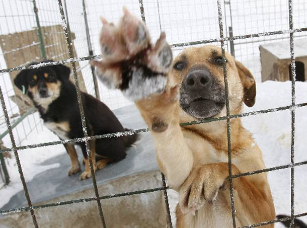 Χανιά: Δωρεάν στείρωση και τσιπ σε σκύλους ανέργων και πολιτών χαμηλού εισοδήματος