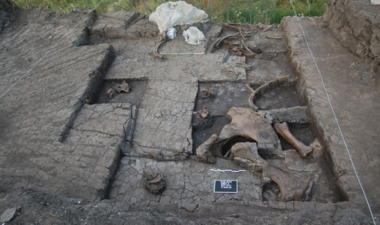 Μεγαλόπολη: Ανακαλύφθηκε παλαιολιθικό νεκροταφείο ελεφάντων ηλικίας 600.000 ετών