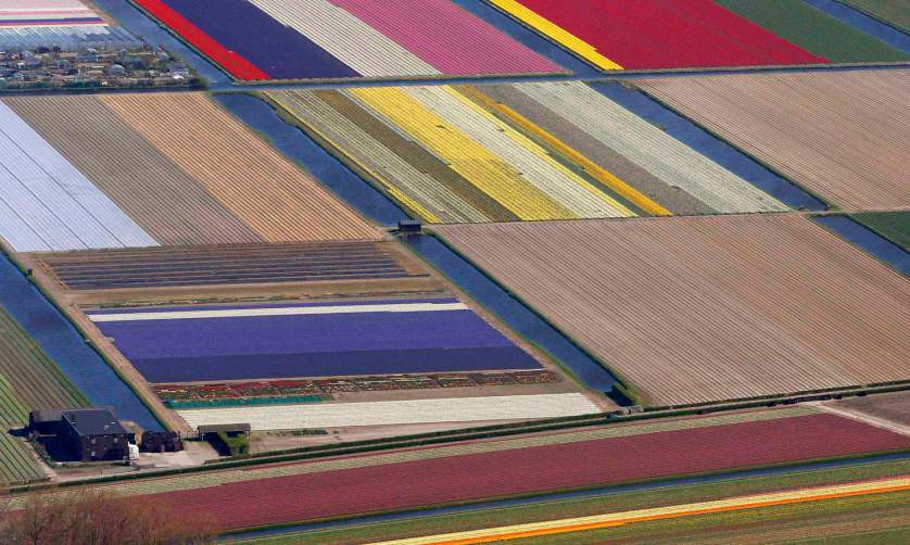 Έκρηξη χρωμάτων στα χωράφια της Ολλανδίας [ΦΩΤΟΓΡΑΦΙΕΣ]