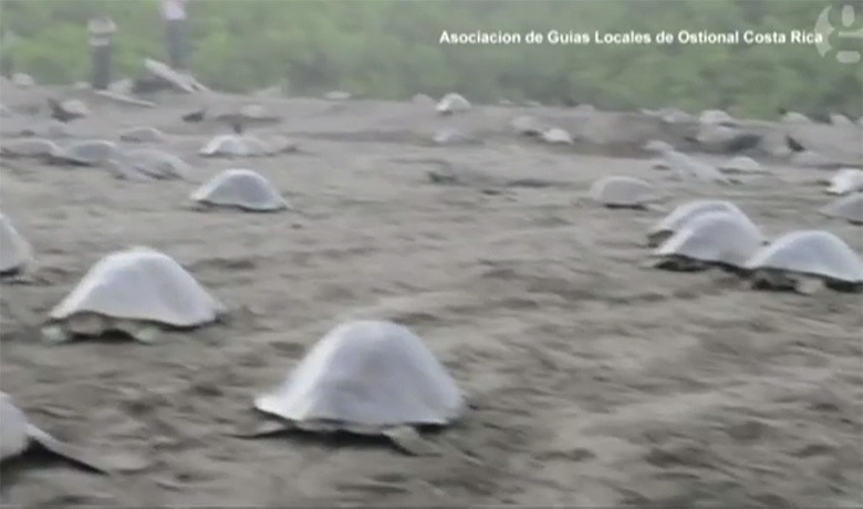 Χιλιάδες θαλάσσιες χελώνες στις ακτές της Κόστα Ρίκα [ΒΙΝΤΕΟ]