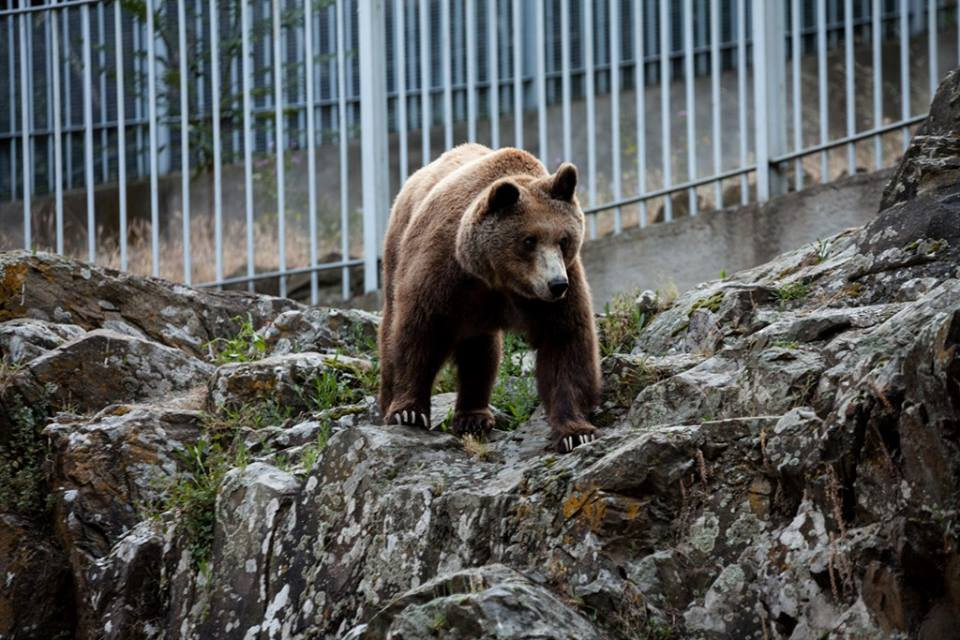ΑΡΚΤΟΥΡΟΣ: Ανάκαμψη του πληθυσμού των αρκούδων στην Ελλάδα
