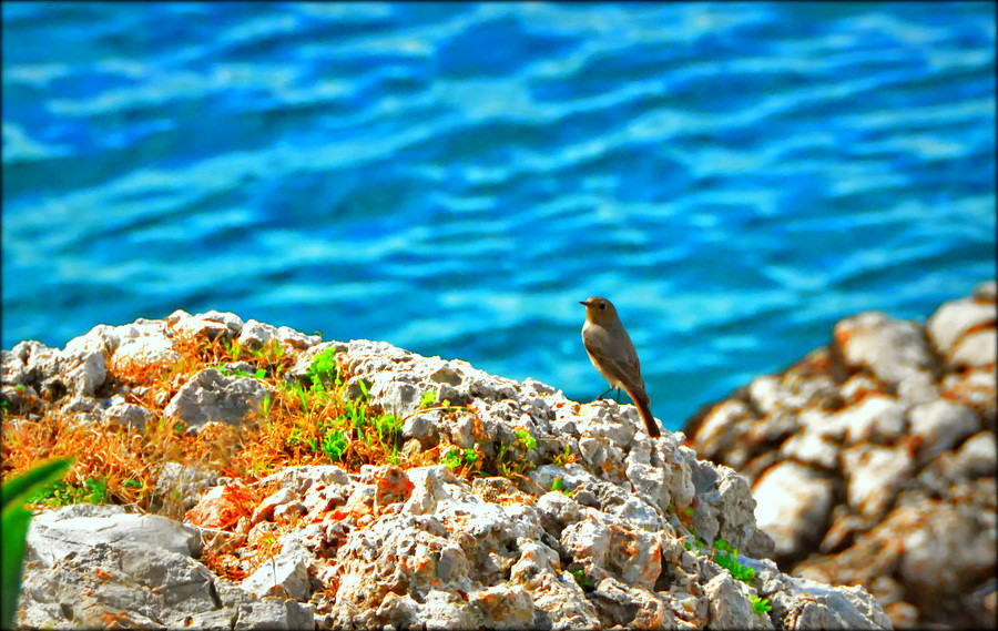 «Τάφος» ο εναέριος χώρος της Μεσογείου για τα αποδημητικά πουλιά