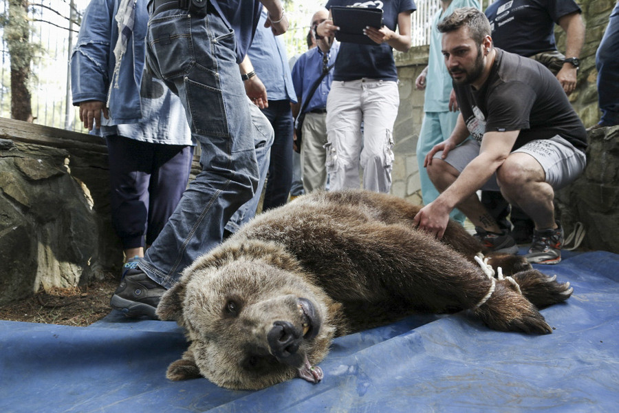 Κοζάνη: Διασώθηκε αρκούδα που παγιδεύτηκε σε φάκα