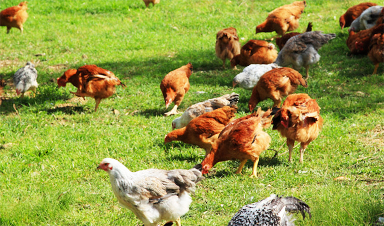 BioGReco: Η Νο 1 ελληνική εταιρία παραγωγής βιολογικού κοτόπουλου