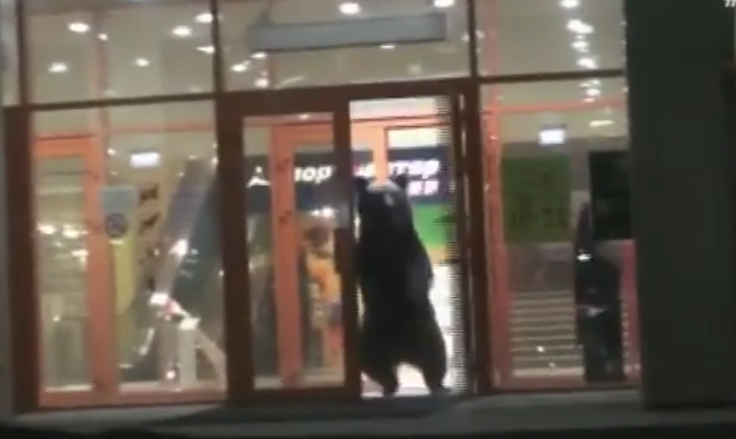 Σκότωσαν αρκούδα που εισέβαλε σε εμπορικό κέντρο στη Ρωσία [BINTEO]