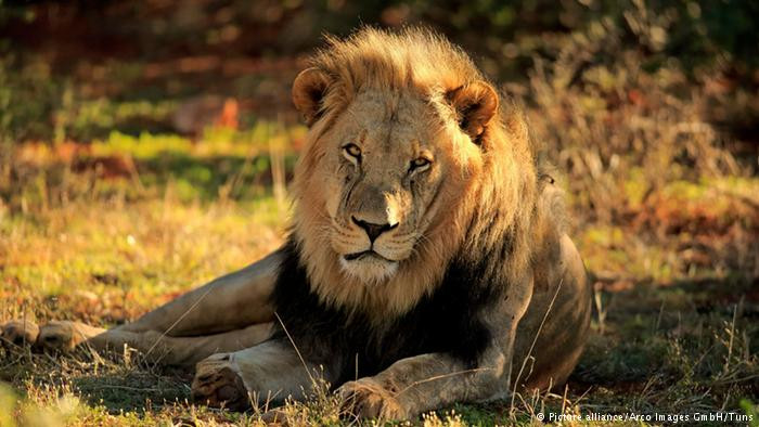 Απειλούνται με εξαφάνιση τα λιοντάρια