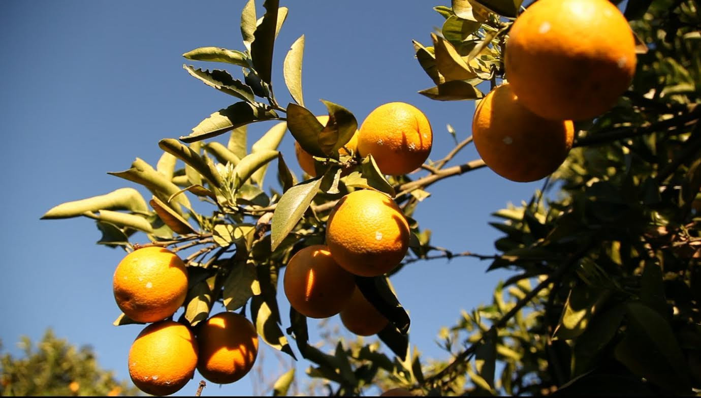 Τι κρύβεται πίσω από τη βιομηχανία «Χυμός Πορτοκάλι»