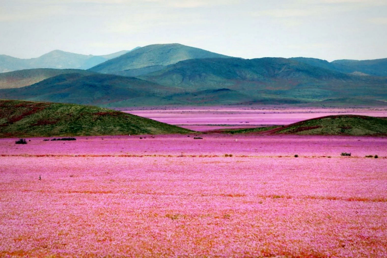 Πώς η πιο άνυδρη έρημος του κόσμου έγινε ένα ανθισμένο μωβ λιβάδι