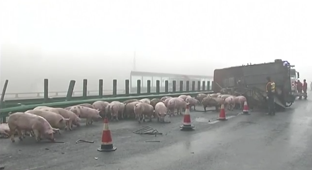 Γουρούνια προκάλεσαν μποτιλιάρισμα σε αυτοκινητόδρομο της Κίνας [ΒΙΝΤΕΟ]