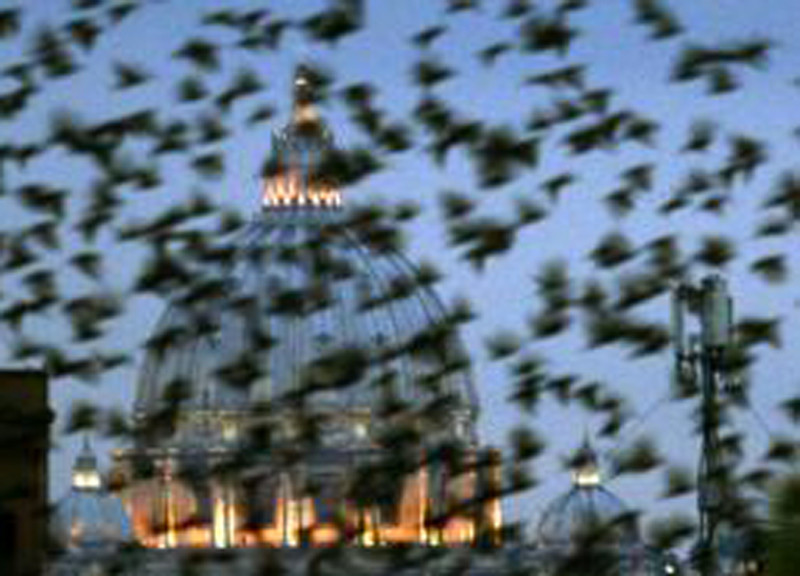 Η μεγάλη «επίθεση» των αποδημητικών πουλιών στη Ρώμη [ΦΩΤΟ