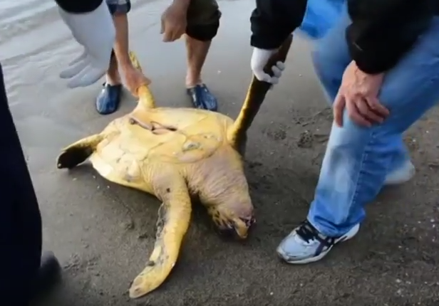 Χελώνα Καρέτα-Καρέτα βρέθηκε τραυματισμένη σε παραλία του Ναυπλίου [ΒΙΝΤΕΟ]