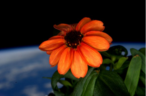 Το πρώτο λουλούδι άνθισε στο διάστημα