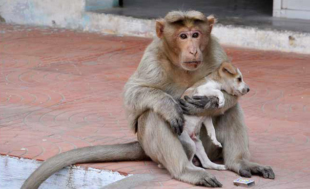 Μαϊμού φροντίζει ένα κουτάβι σαν να ήταν παιδί της [ΦΩΤΟΓΡΑΦΙΕΣ]