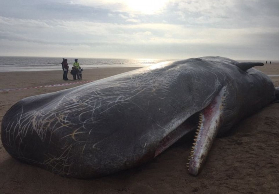 Φάλαινες – φυσητήρες ξεβράστηκαν νεκρές στις βρετανικές ακτές [ΦΩΤΟ