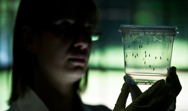 Σχετίζεται η διάδοση του ιού Ζίκα με γενετικά μεταλλαγμένα κουνούπια;