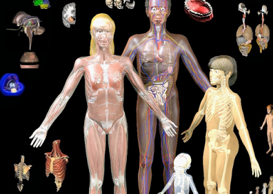 BodyMaps: Μια τρισδιάστατη εξερεύνηση του ανθρώπινου σώματος