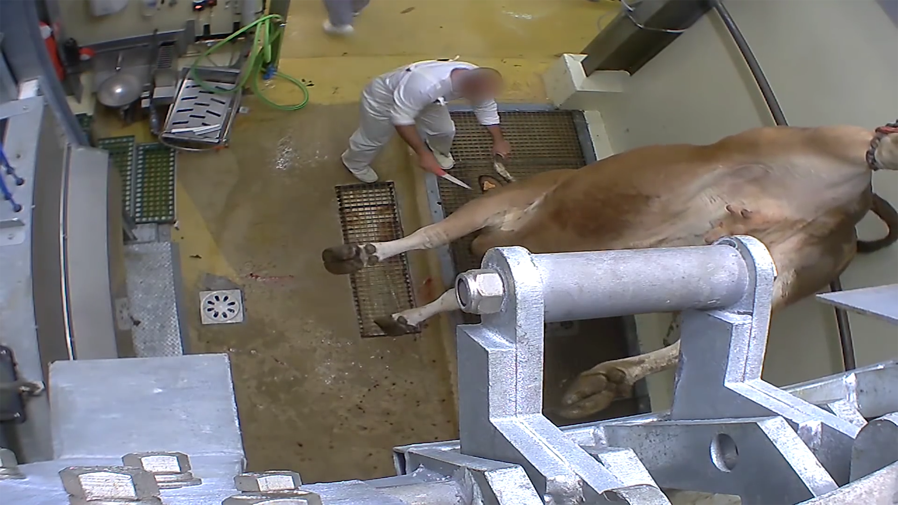 Σοκαριστικές σκηνές κακοποίησης ζώων σε σφαγείο της Γαλλίας [ΒΙΝΤΕΟ]