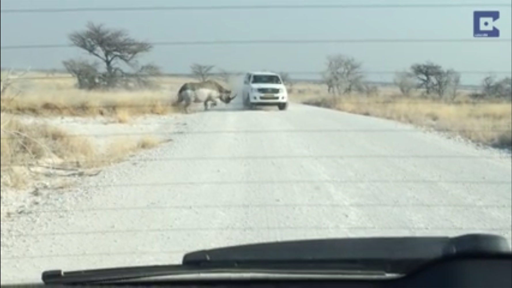 Ρινόκερος επιτίθεται σε αυτοκίνητο τουριστών στη Ναμίμπια [BINTEO]