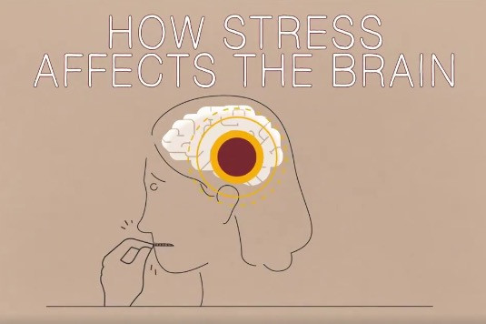 Πώς το χρόνιο άγχος επηρεάζει τον εγκέφαλό μας; [ΒΙΝΤΕΟ]