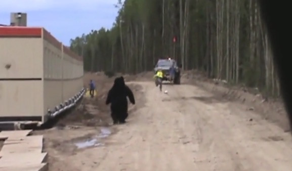 Ήθελε να «τρέξει» τον συνάδελφο του και ντύθηκε αρκούδα! [ΒΙΝΤΕΟ]