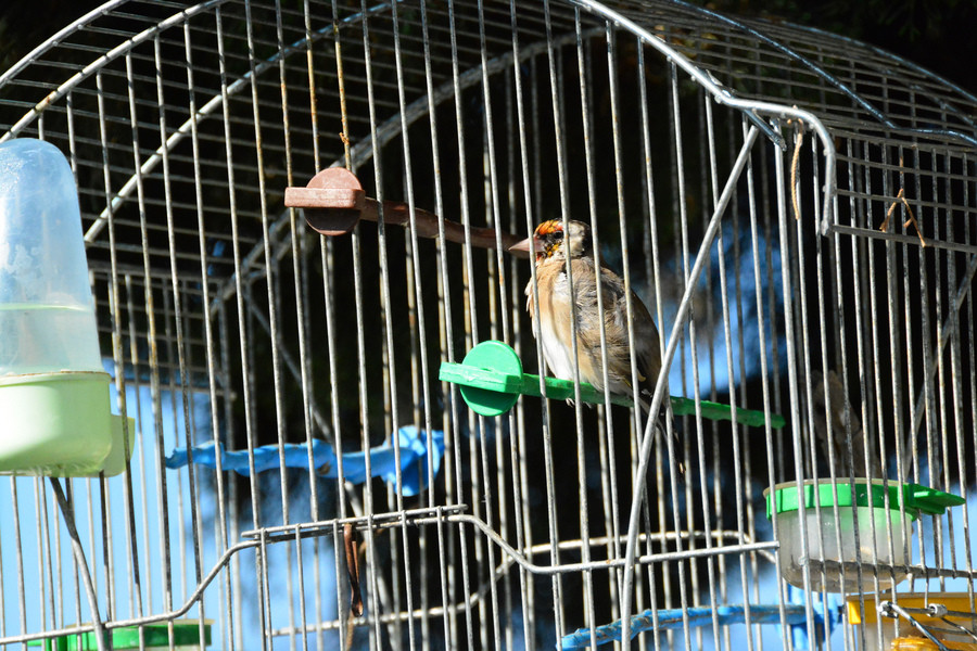 Τα πουλιά που γεννιούνται σε κλουβί δεν ξέρουν να πετάνε