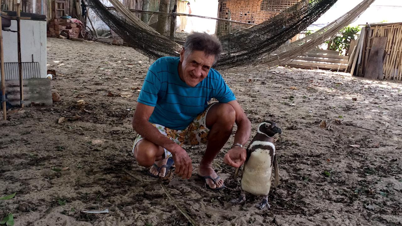 Πιγκουίνος κολυμπά κάθε χρόνο 5.000 μίλια για να συναντήσει τον άνθρωπο που τον έσωσε [ΒΙΝΤΕΟ]