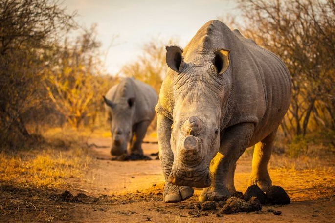 Australian Rhino Project: Πώς ακτιβιστές σώζουν ρινόκερους από τη λαθροθηρία [ΒΙΝΤΕΟ]